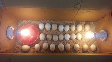 Best Homemade Incubator for Chicken Eggs - EASY DIY IDEA