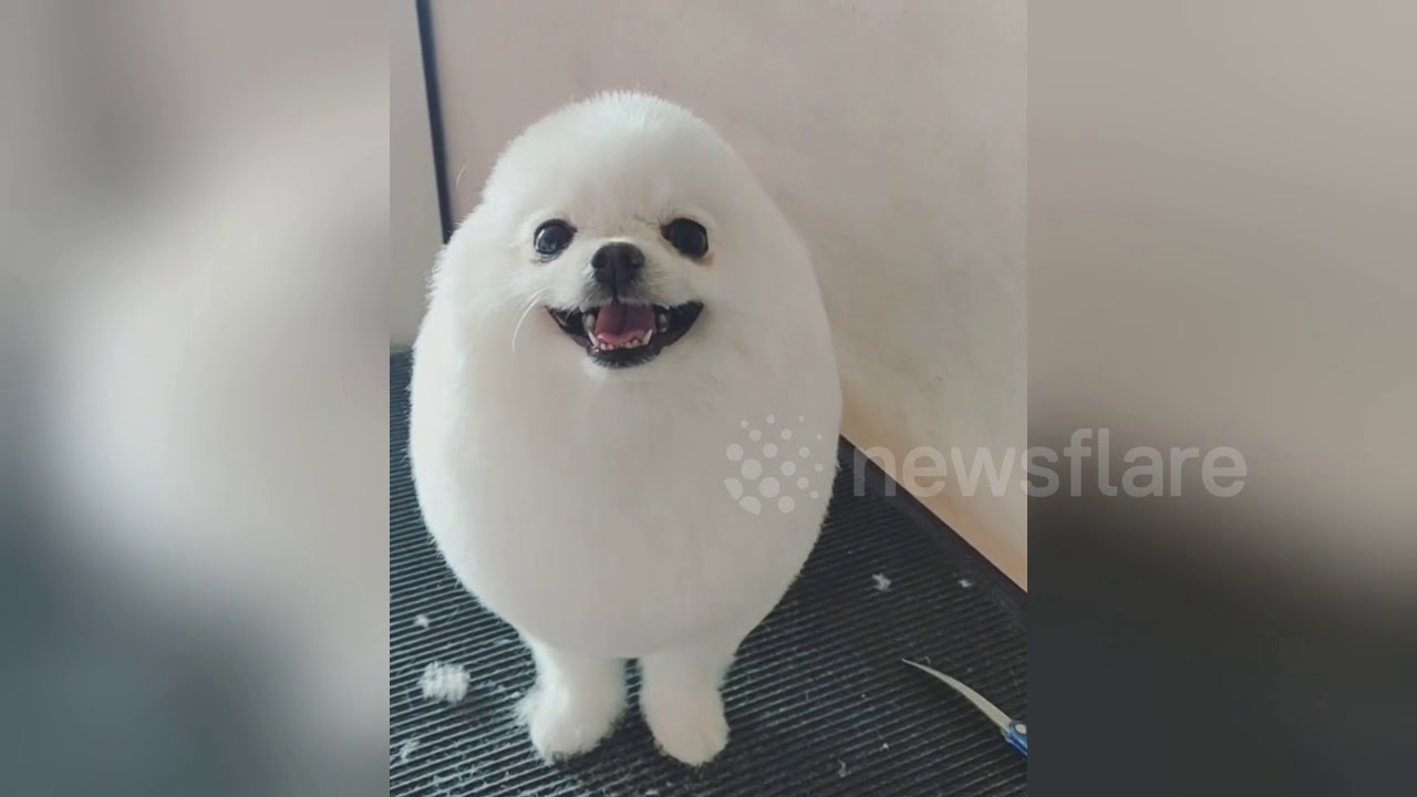 ポメラニアンのトリミング Youtube