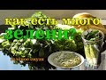 Как есть много зелени (зеленое банановое смузи)