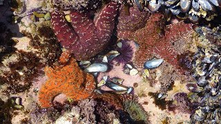 Explore California's Tidepools on World Ocean Day!