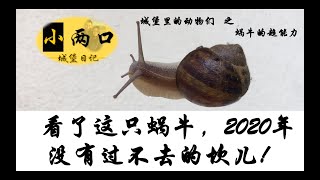 小两口#003 看了这只蜗牛，2020年没有你过不去的坎儿！城堡里的动物们之 蜗牛的超能力