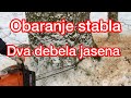 Obaranje 2 debela Jasenova stabla sa polukruznom tehnikom. Probadanje stabla sa obe strane!