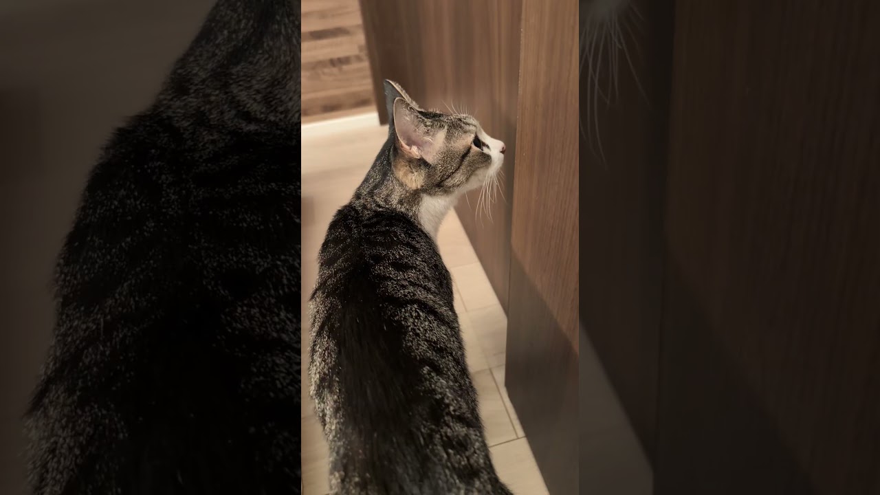 きじねこ 押し入れに入りたいキジ猫😺 - Cats walking around the japanese