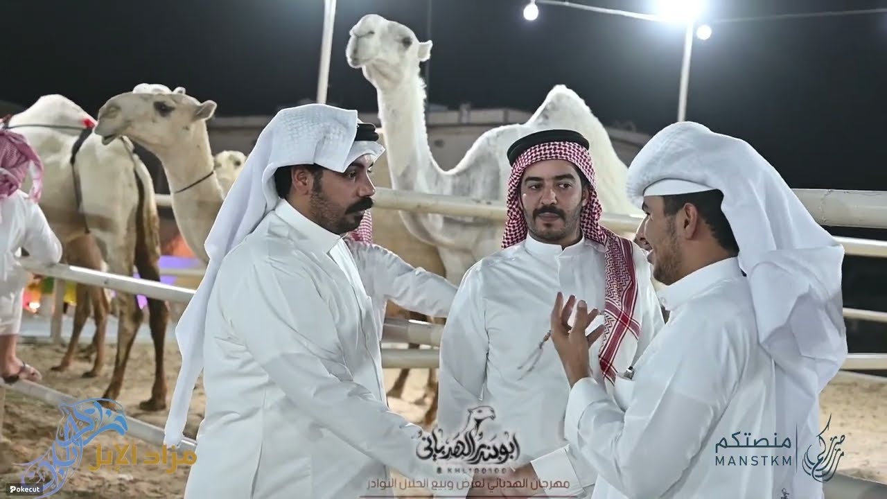 مهرجان الهدباني لبيع وعرض نوادر ابل الكويت لليوم السابع على التوالي والاول لفئةوضح وشقح#الصياهد#ترند