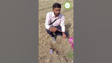 How to collect soil samples | Avoid mistakes to take soil samples |