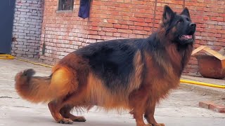 A Very Beautiful Long Coat German Shepherd Female Ready to Give Birth😍