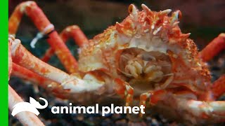 These Japanese Spider Crabs Can Grow To The Size Of A Car! | The Aquarium