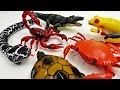 Super Creepy Toys Collection 2 R/C Snake Crab Scorpion Turtle Alligator Frog