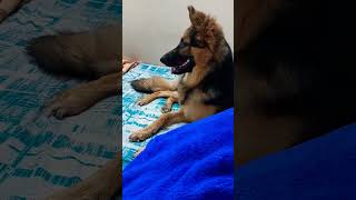 Try this sound on your dog!! #funny #germanshepherd #dog #4k #shorts #doglover #gsdforever #cute