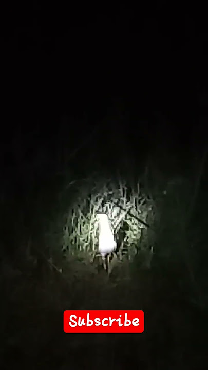 mencari burung ruak ruak di malam hari #shorts