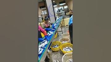 Fish processing, fish sorting machine, fish grading machine, fish sizing #fishmachine #seafood #fish