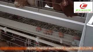 Poultry Farming : A type Auto Chicken breeding machinery