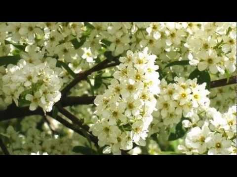 Анна Герман "Белая черёмуха"