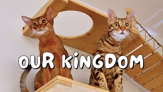 We built a cat wall playground for our Bengal cat and Abyssinian kitten