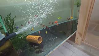 видео: Мега нерест картинка: Мега нерест