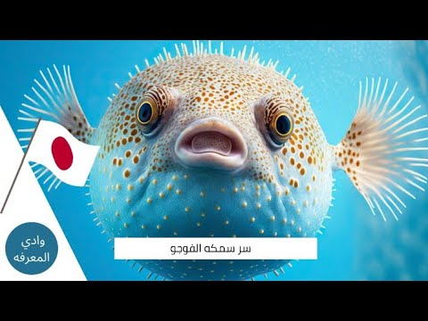 سر سمكة الفوجو السامة