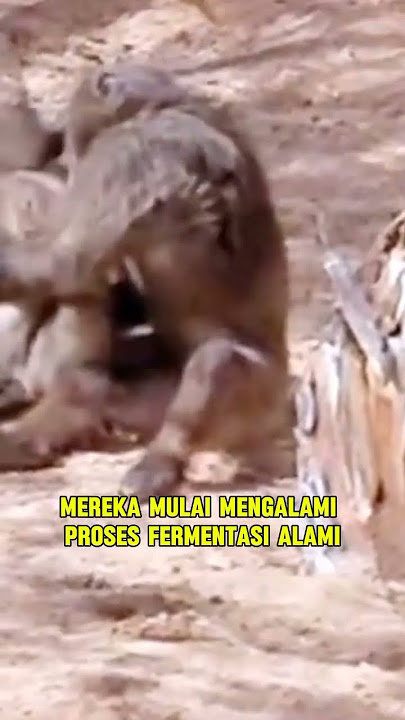 fakta unik buah Marula,buah yang bikin mabok para hewan yang memakannya