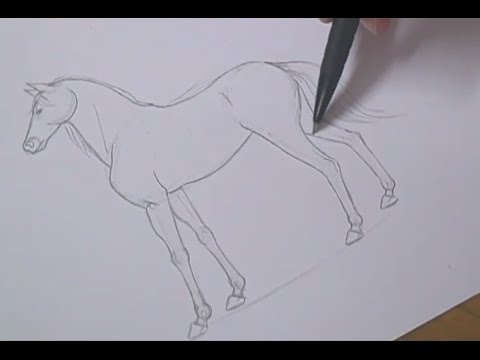 Vídeo: Como Desenhar Cavalos