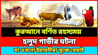 কুরআনে বর্ণিত। হলুদ গাভীর ঘটনা।ইয়াহুদীর গাভী।forkanbhai815