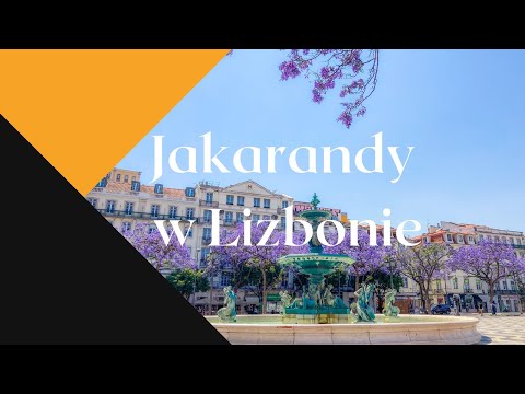 Wideo: Kiedy kwitną drzewa jakarandy?