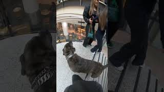 Download Lagu This dog’s SIZE makes everyone PANIC… but is he really a threat? 🐕👀👇 MP3