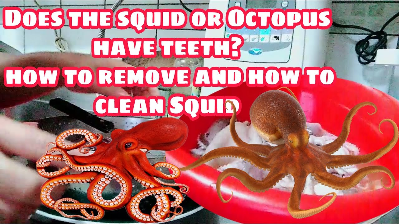 DOES Octopus have teeth how to remove and how to clean octopus or squid ...
