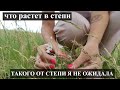 Степь | Деревня в степи | Калмыцкая степь | Что растет в степи | Перекати-поле весной | КИСЕЛЕВКА