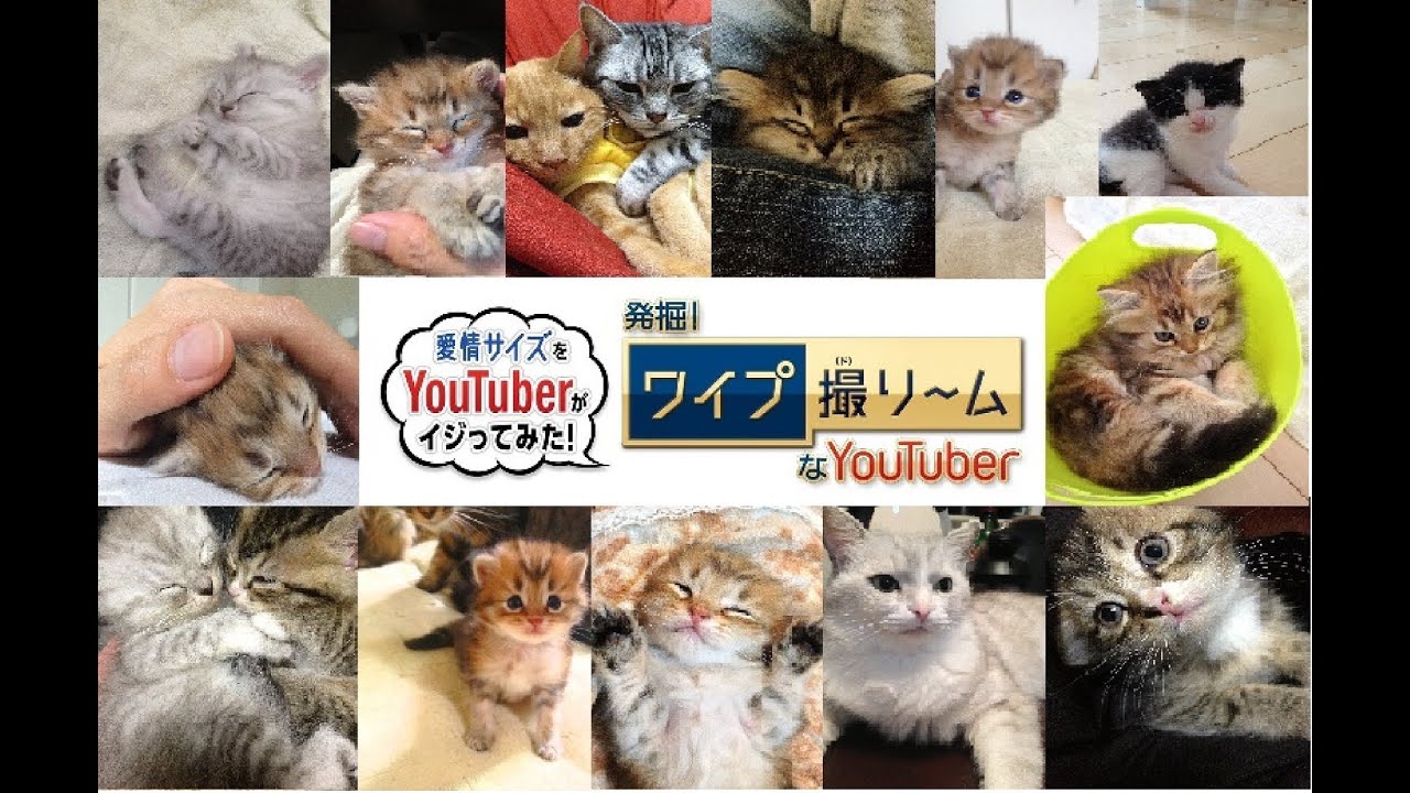 猫 かわいい イラスト 猫の一日に密着してみました~Panasonic「愛情サイズ」×catman~