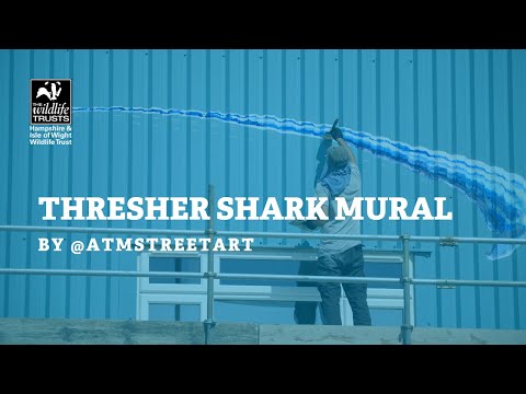 Street Artist ATM paints huge thresher shark mural