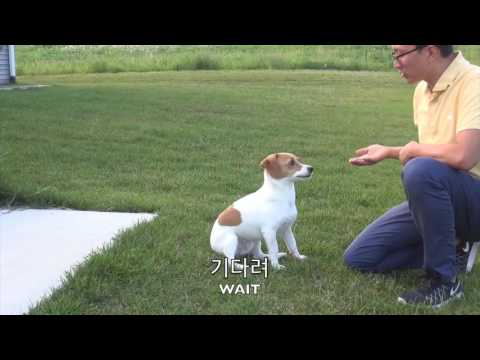 How to Say “Dog” and Train Your Dog in Korean?