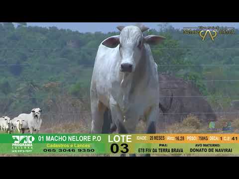 LOTE 03