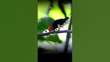 Real-Time Wildlife Tracking in TouchDesigner | Cinematic Blob Detection & Python Workflow