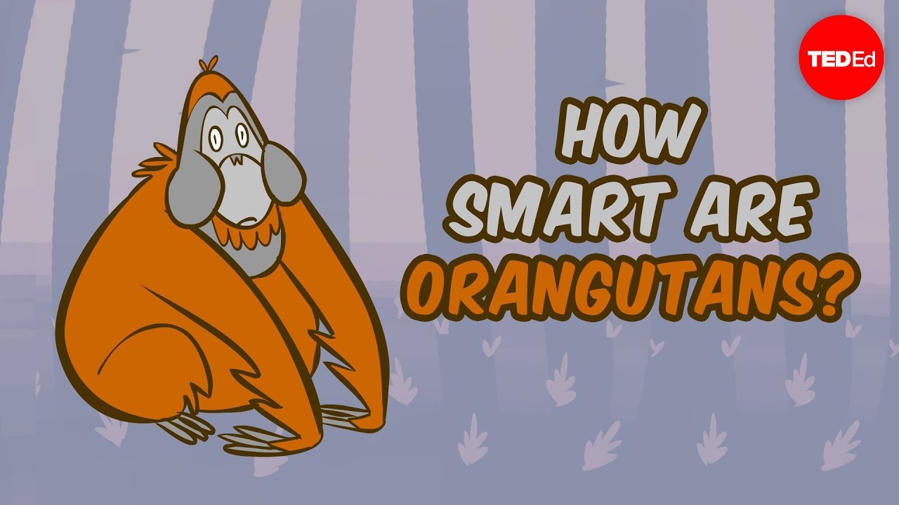 How Smart Are Orangutans?