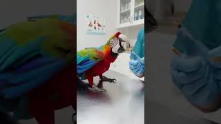 Vet Arrested by Parrot! 🦜💥 | No Needles Allowed! #animalshorts #cuteanimals #funnypets