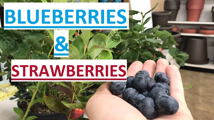 GROWING BLUEBERRIES & STRAWBERRIES | LIVESTREAM