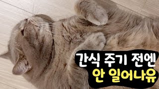 간식 달라고 시위하는 고양이_미요야미 스틱 by 뽀글씨 629 views 4 months ago 4 minutes, 32 seconds