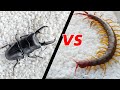 當蜈蚣遇到一只大甲蟲，結局會怎樣？Centipede VS Beetle