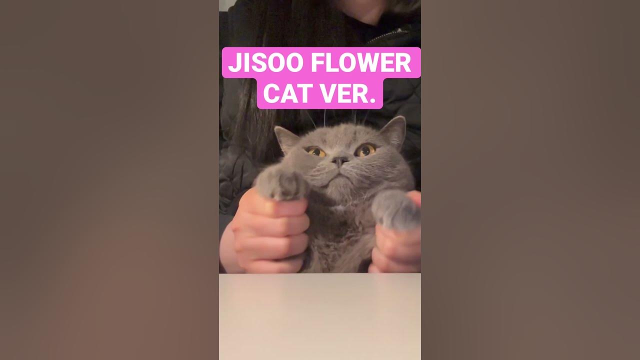 🐱JISOO FLOWER🌹 #shorts