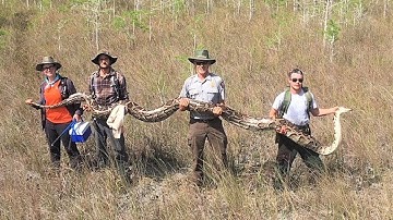 Recording-Breaking 17-Foot Pregnant Python Found in Florida Everglades