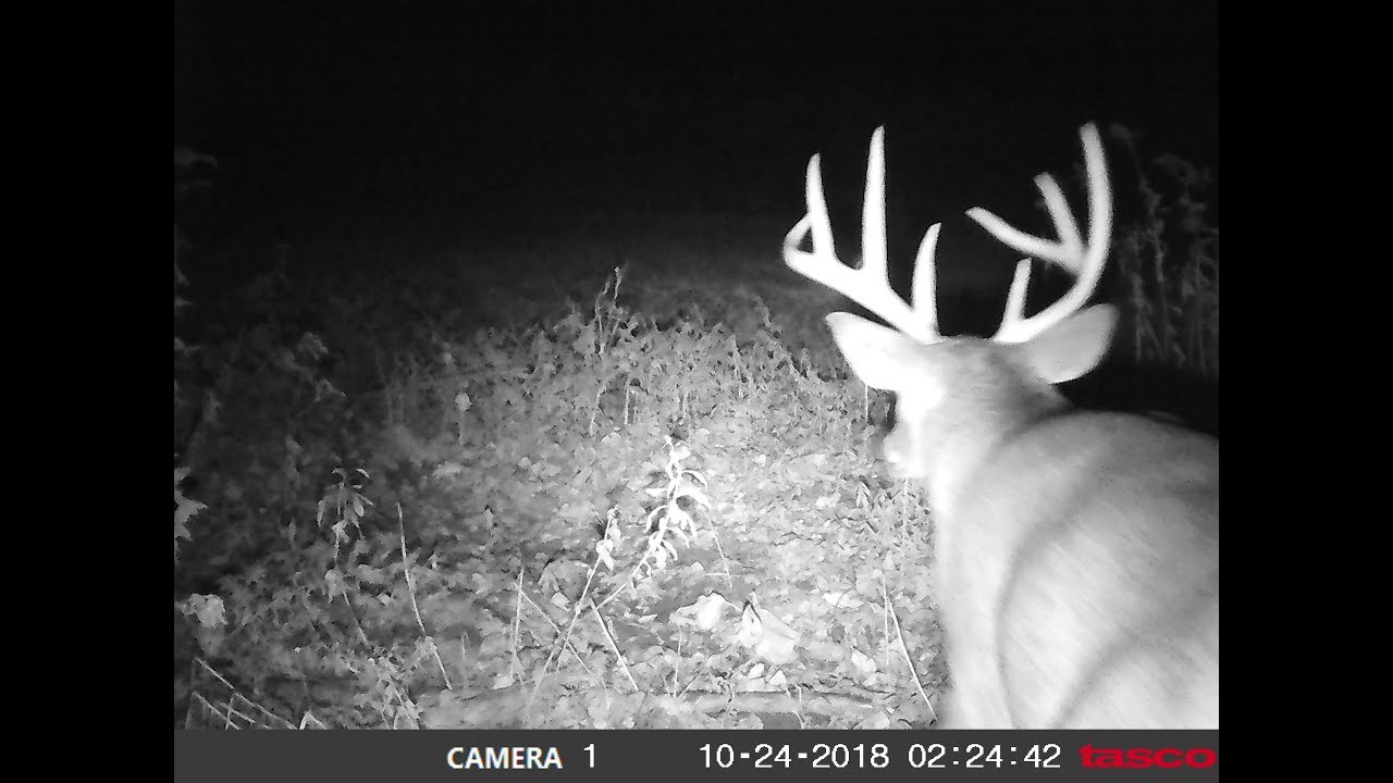 BIG bucks! Time in the Outdoors Trail Cameras 2018 Late October