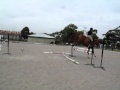 Amazing jumping horse in early training with brian cheffers  show jumping super coach part 2