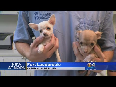 Video: Resursele băncilor de salvare dă viață nouă Chihuahua-urilor abandonate