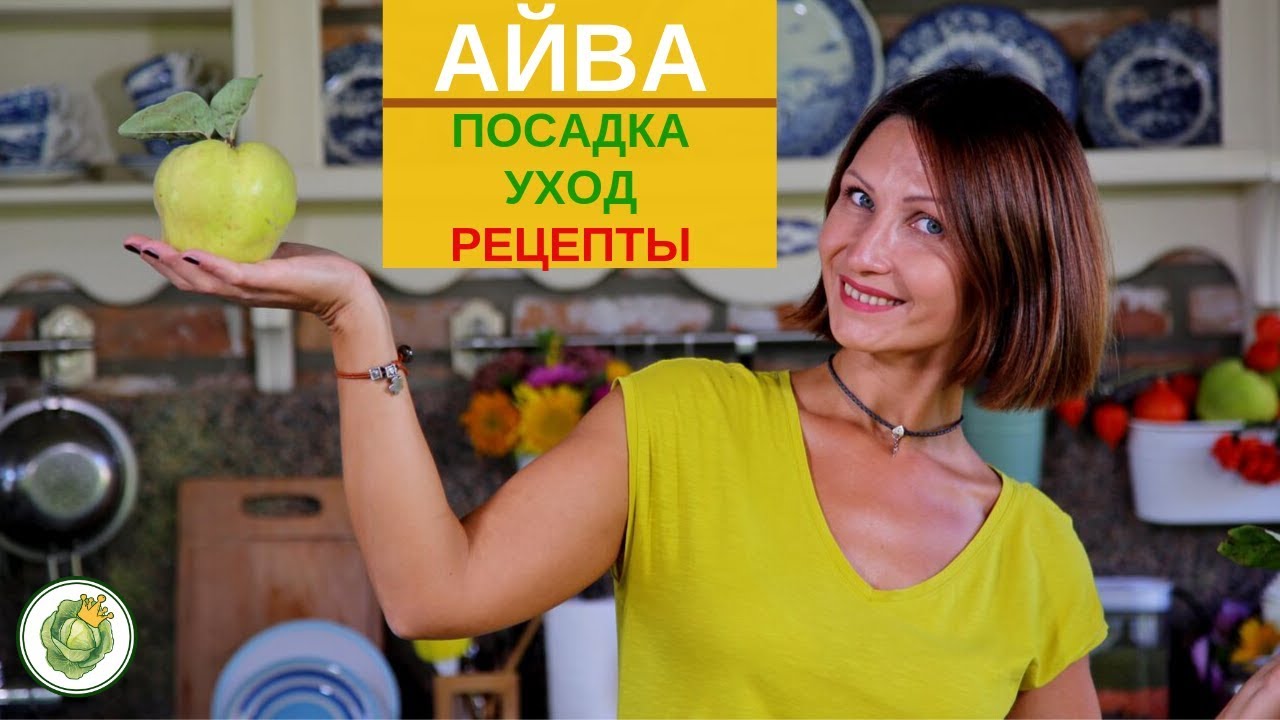 Айва Фото Посадка Уход