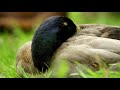 This Duck’s Unusual Upbringing Explains His Fear of Water 🦆 Smithsonian Channel