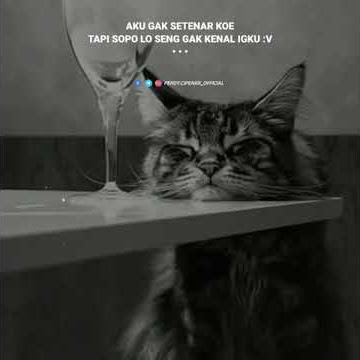Vidio story wa kucing mutong