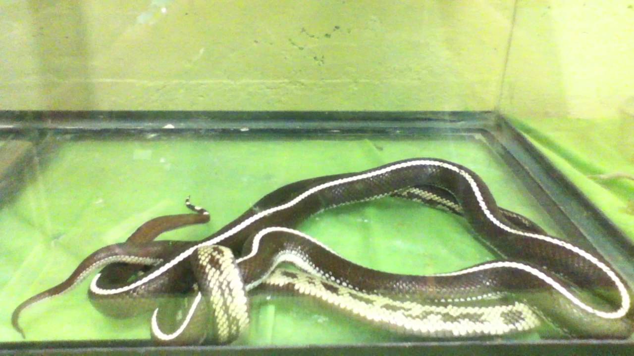 snake oil California Striped Kingsnake X Coastal Kingsnake full breeding video