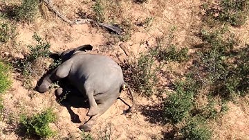 Botswana investigating deaths of hundreds of elephants
