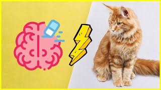 Wie macht sich Demenz bei Katzen bemerkbar?