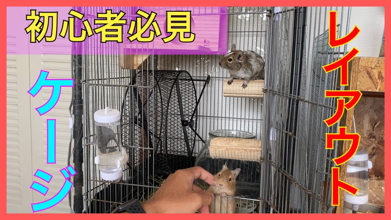初心者必見 デグーのケージレイアウトと注意点を解説します Youtube 初心者必見 デグーのケージレイアウトと注意点を解説します Youtube