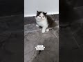 persian cat sale lucknow